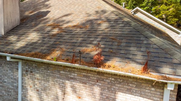Gutter Pine Needle Removal in Albany