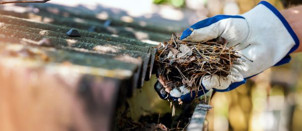 Pine Needle Gutter Cleaning in Albany